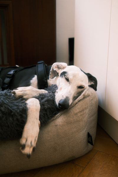 Olaf Office Dog